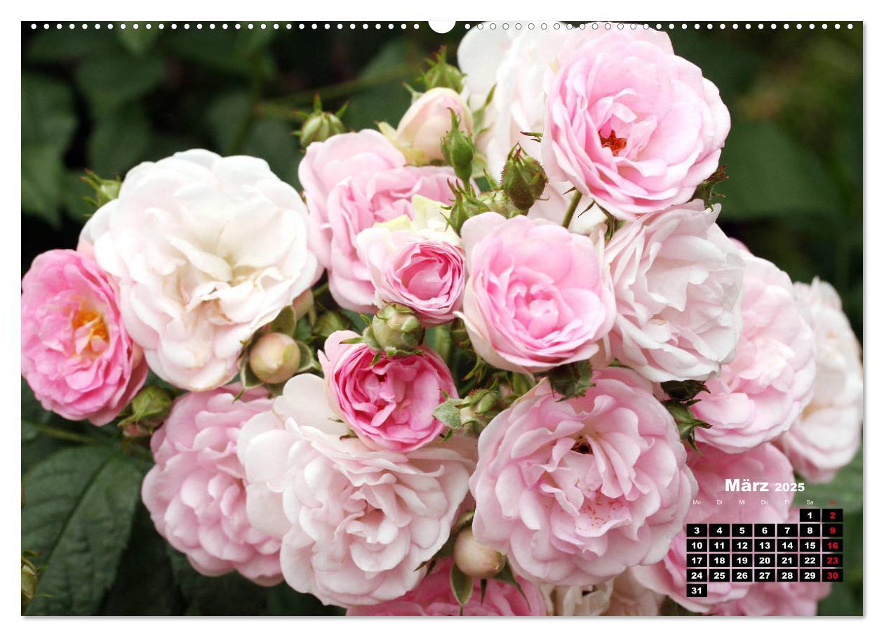 Bild: 9783435233250 | Magie der Rosen (hochwertiger Premium Wandkalender 2025 DIN A2...