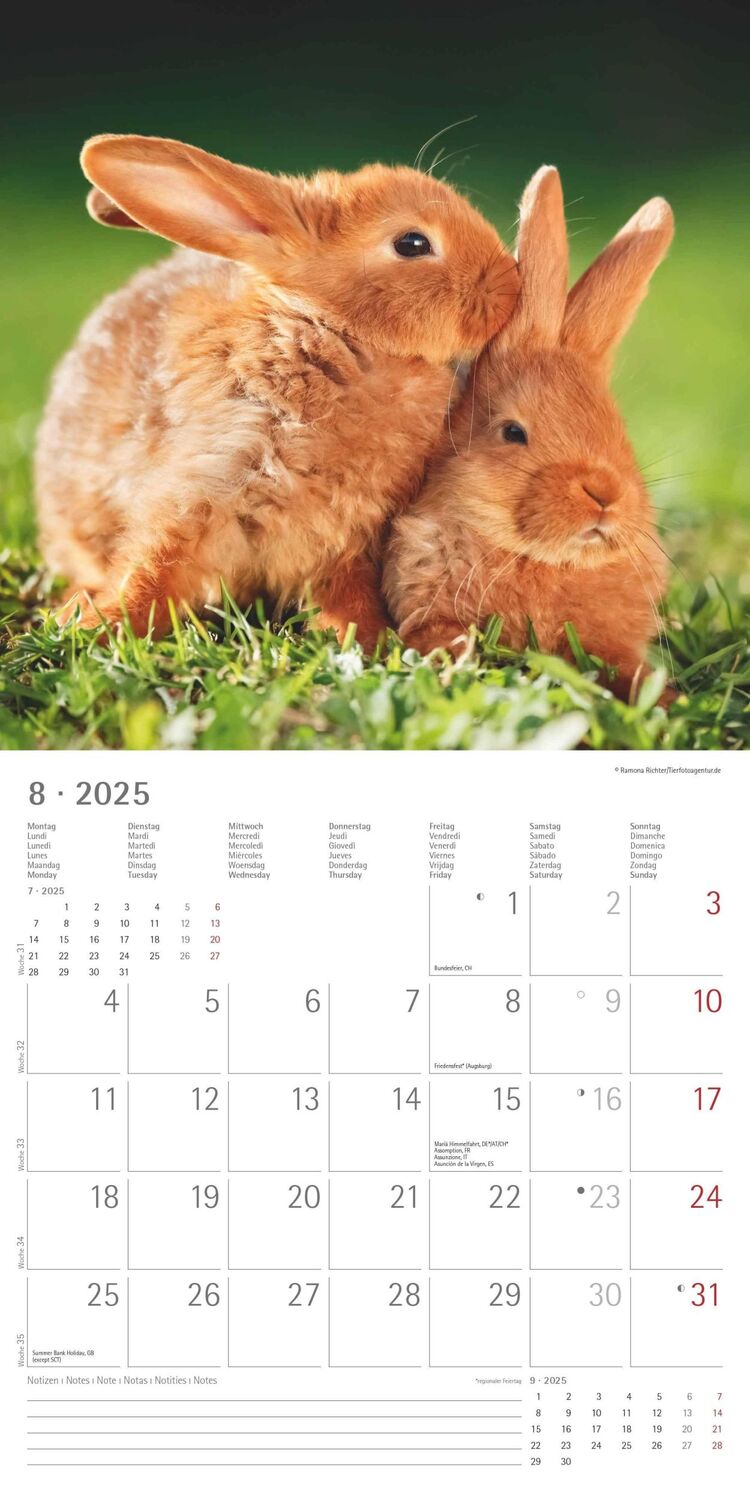 Bild: 4251732340766 | Kaninchen 2025 - Broschürenkalender 30x30 cm (30x60 geöffnet) -...