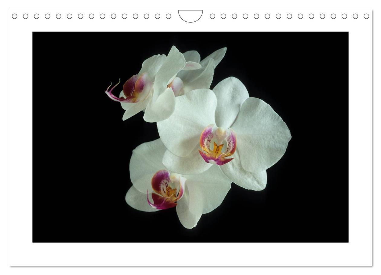 Bild: 9783435820474 | Orchideen 2025 (Wandkalender 2025 DIN A4 quer), CALVENDO...