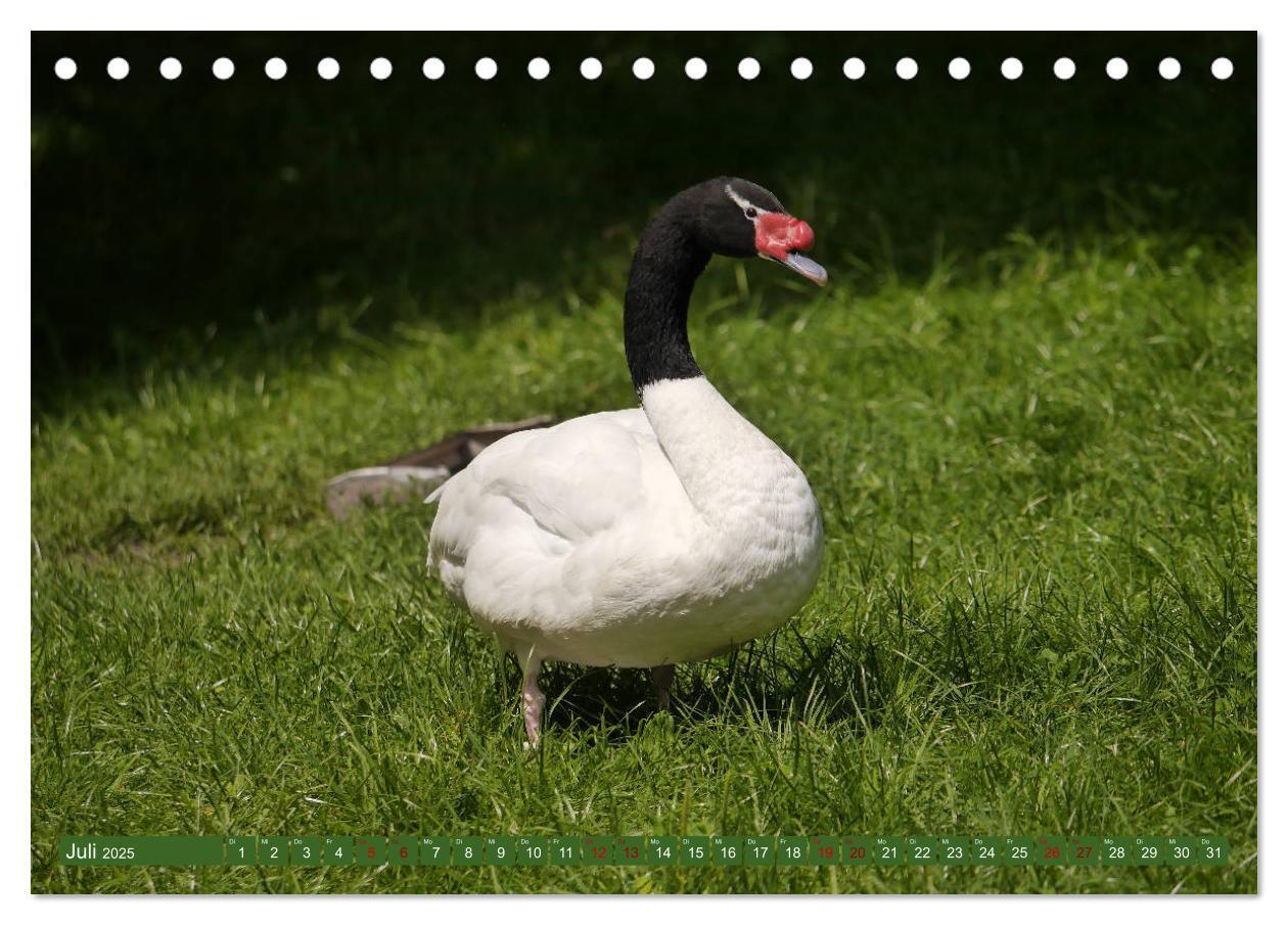 Bild: 9783435361144 | Weltvogelpark Walsrode - Die Vielfalt der Vogelarten (Tischkalender...