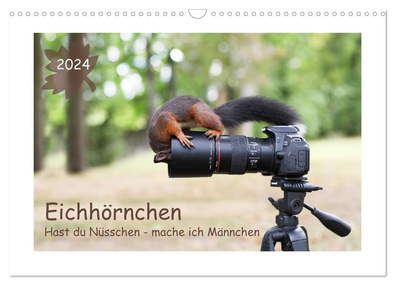 Cover: 9783383147562 | Eichhörnchen - Hast du Nüsschen mache ich Männchen (Wandkalender...