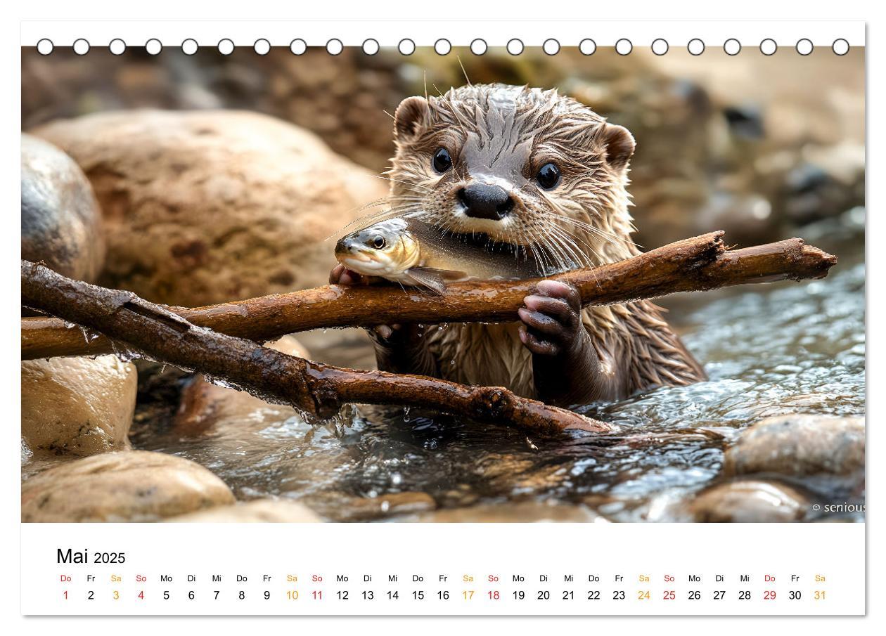 Bild: 9783457237120 | Wilde Heimat - Fischotter (Tischkalender 2025 DIN A5 quer),...