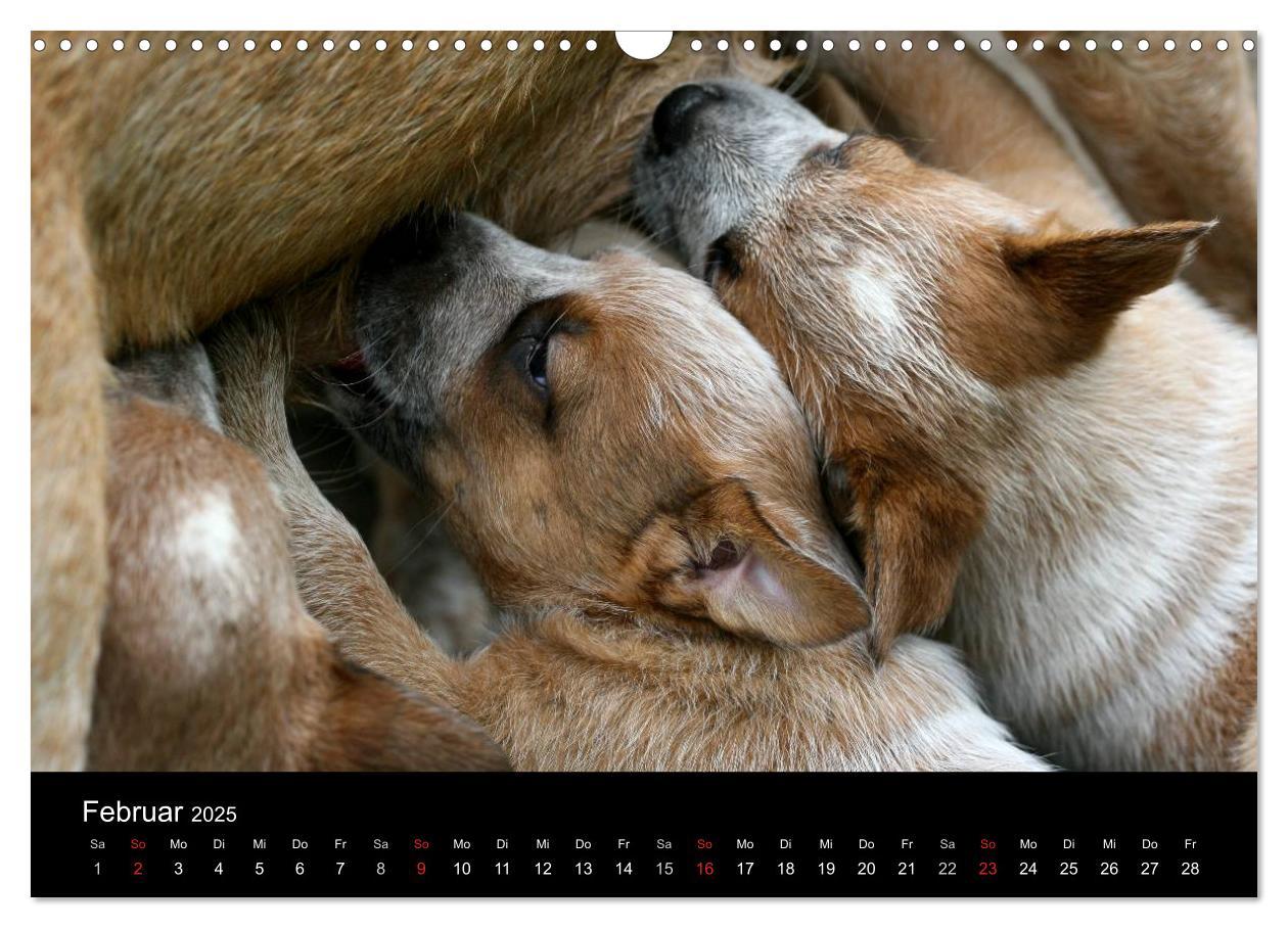 Bild: 9783435749539 | Australian Cattle Dog Welpen (Wandkalender 2025 DIN A3 quer),...