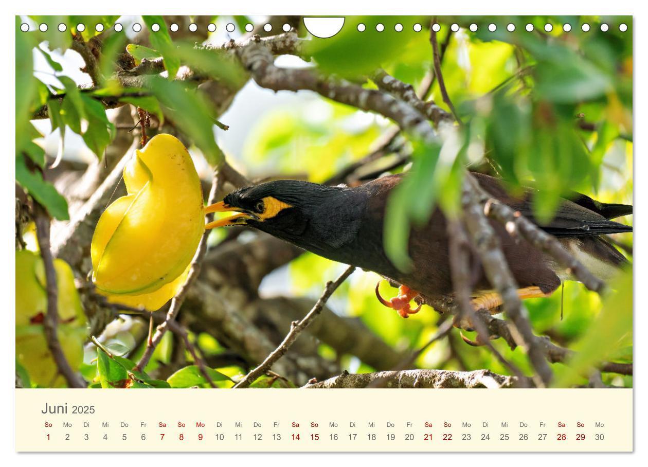 Bild: 9783435011926 | Traumhafte Seychellen (Wandkalender 2025 DIN A4 quer), CALVENDO...