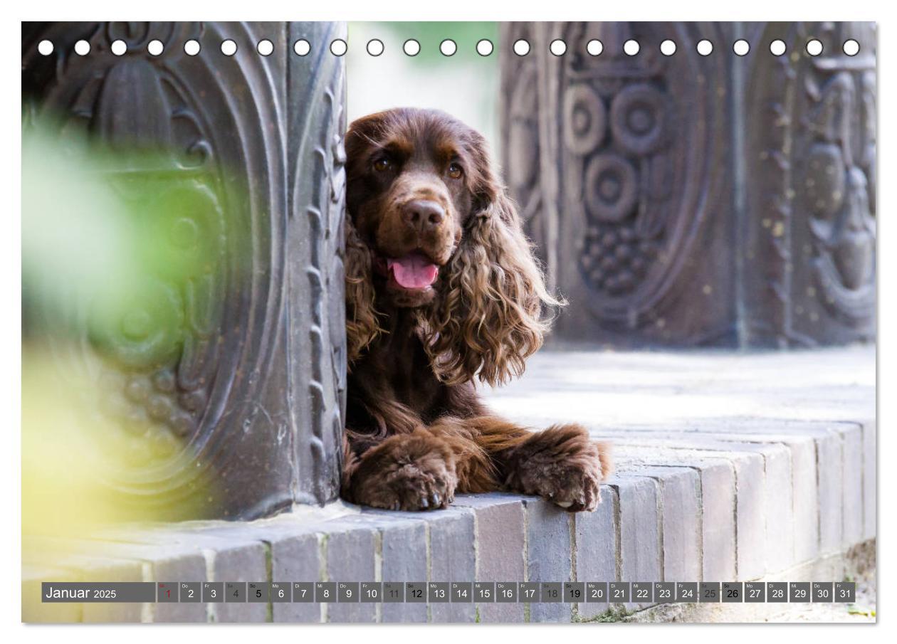 Bild: 9783435446605 | English Cocker Spaniels - Ein Spaziergang im Park (Tischkalender...