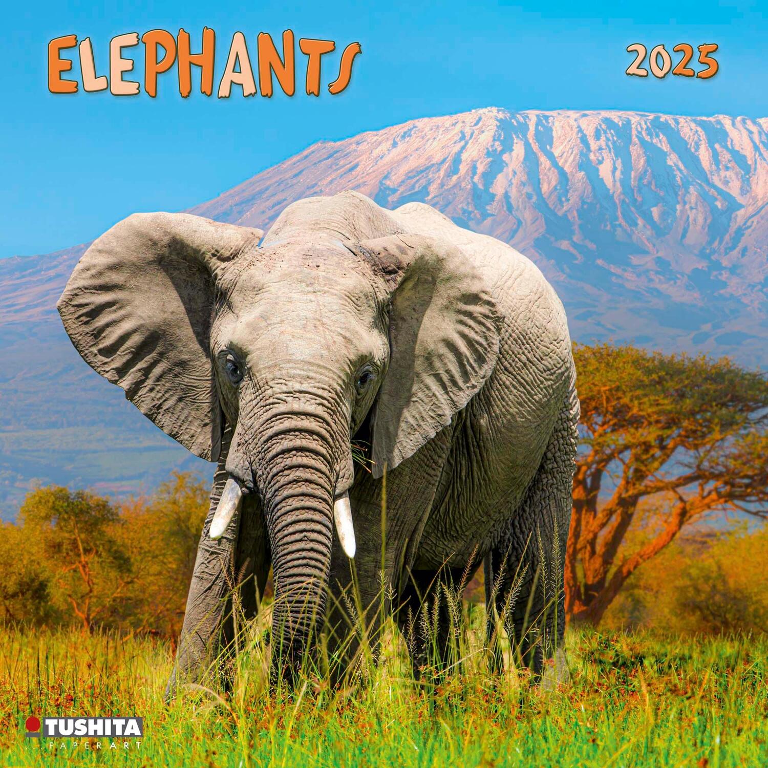 Cover: 9783959294010 | Elephant 2025 | Kalender 2025 | Kalender | Wonderful World | 28 S.