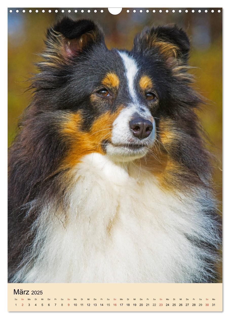 Bild: 9783435960101 | Sheltie - Wirbelwind auf 4 Pfoten (Wandkalender 2025 DIN A3 hoch),...