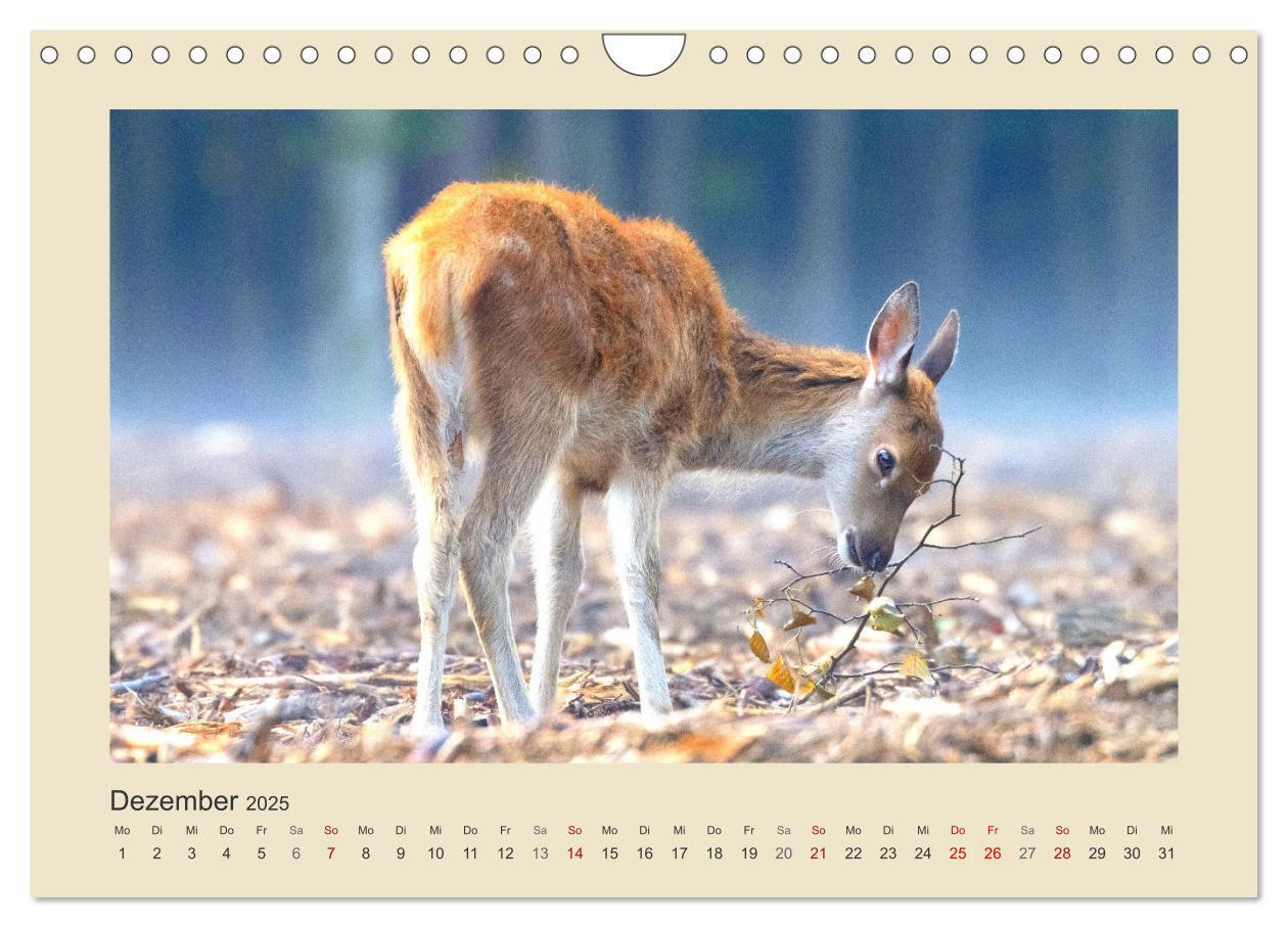 Bild: 9783435011278 | Tiere im Wald. Bezaubernde Begegnungen (Wandkalender 2025 DIN A4...