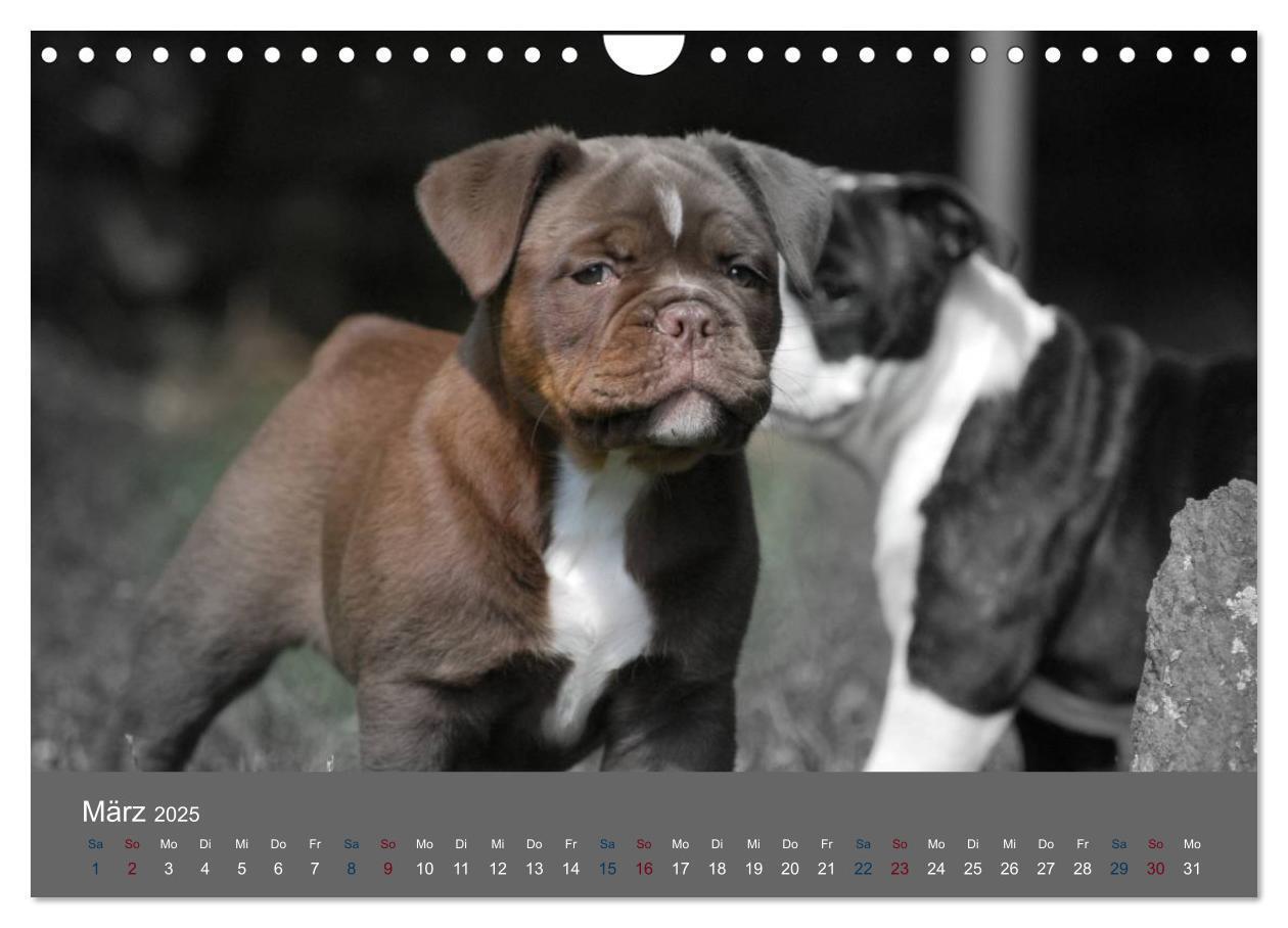 Bild: 9783435761524 | Bulldoggen-Zwerge (Wandkalender 2025 DIN A4 quer), CALVENDO...