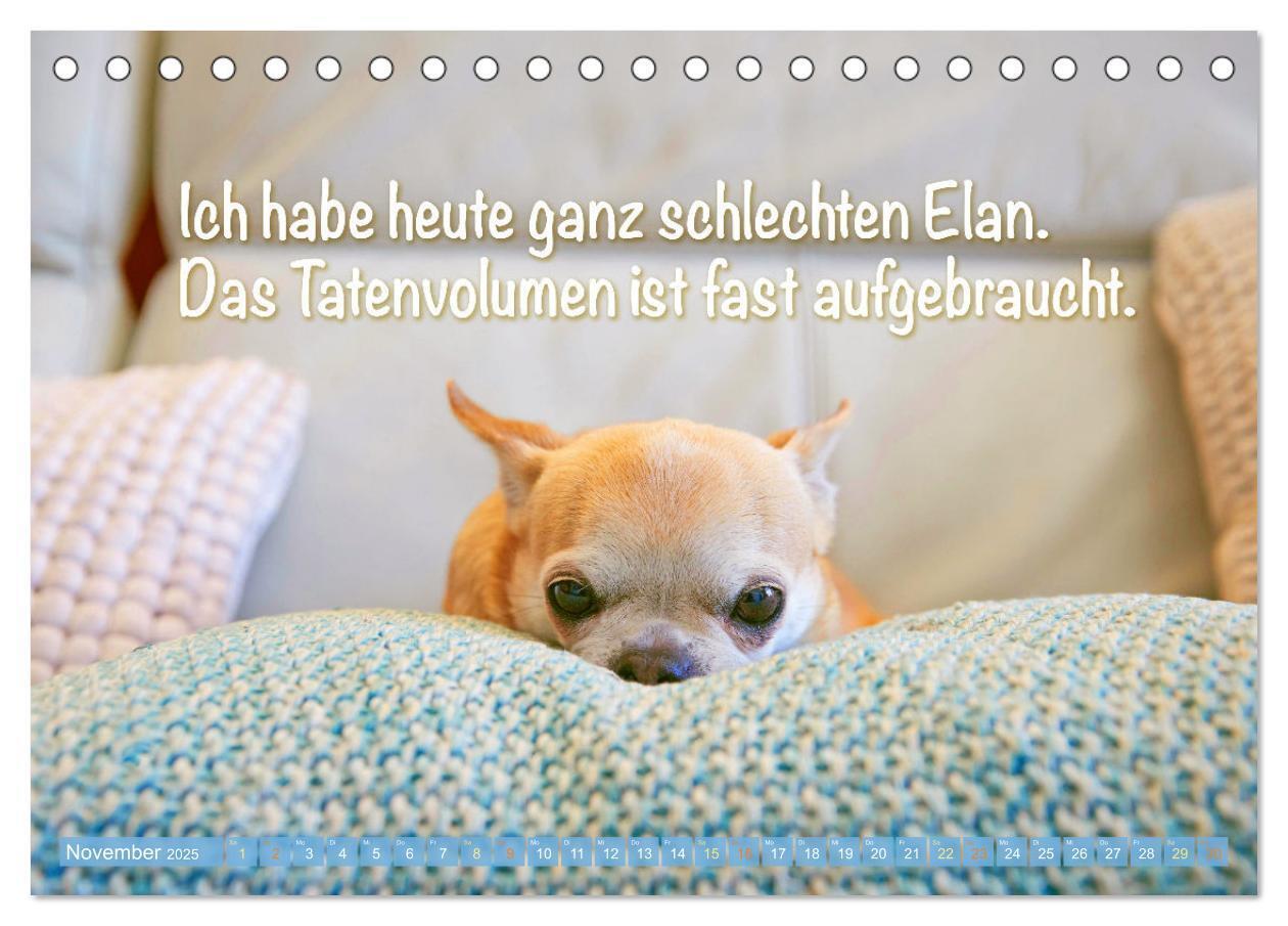 Bild: 9783457199879 | Chihuahua: Kleine Hunde, aber oho (Tischkalender 2025 DIN A5 quer),...