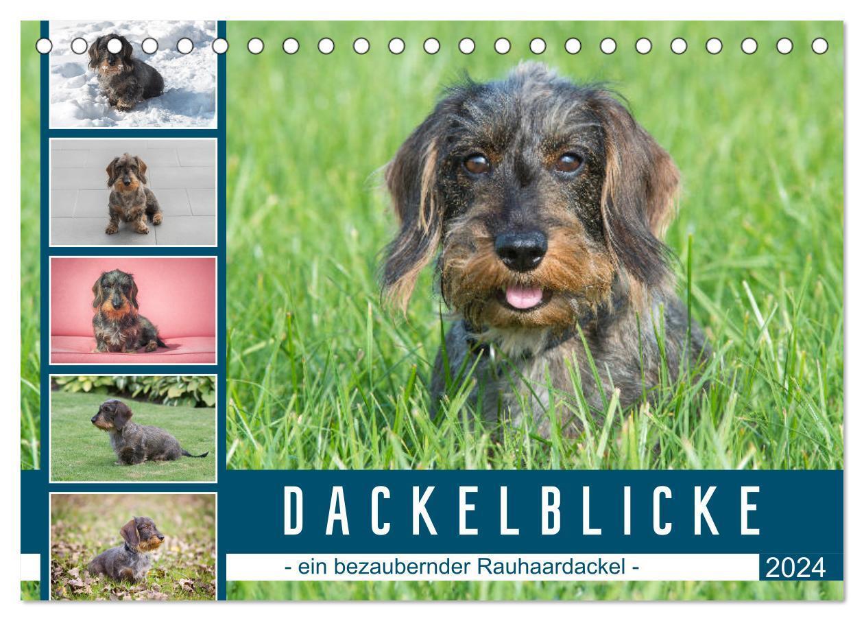 Cover: 9783675630741 | Dackelblicke - ein bezaubernder Rauhaardackel (Tischkalender 2024...