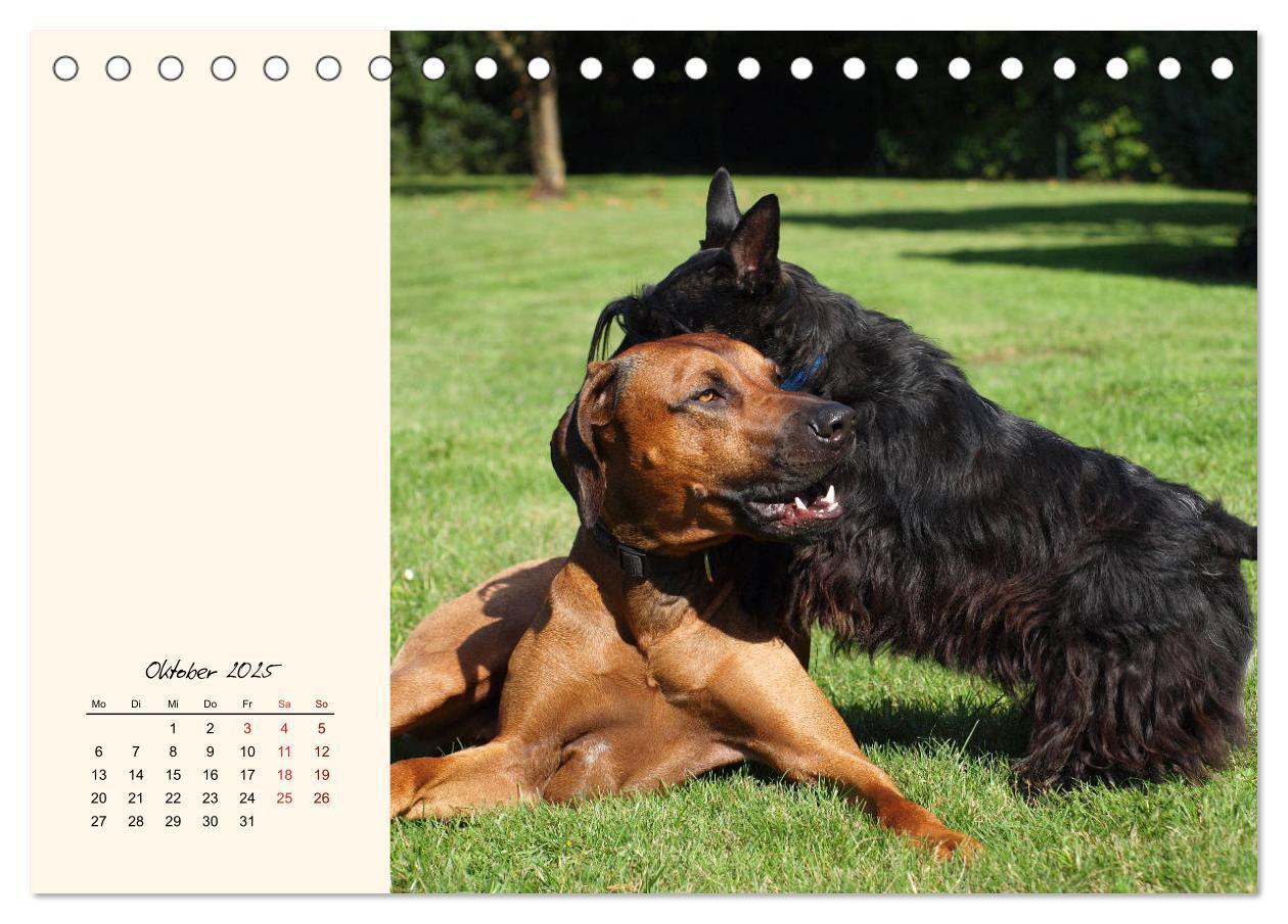 Bild: 9783435339372 | Scottish Terrier - Charmantes Rauhbein (Tischkalender 2025 DIN A5...