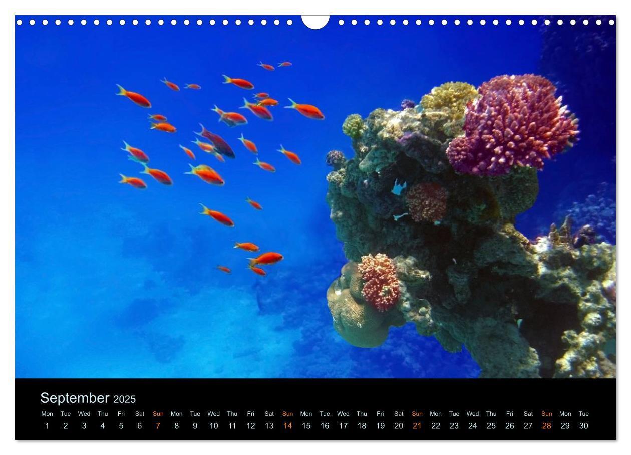 Bild: 9781325959273 | Water Dreams-journey through the sea (Wall Calendar 2025 DIN A3...