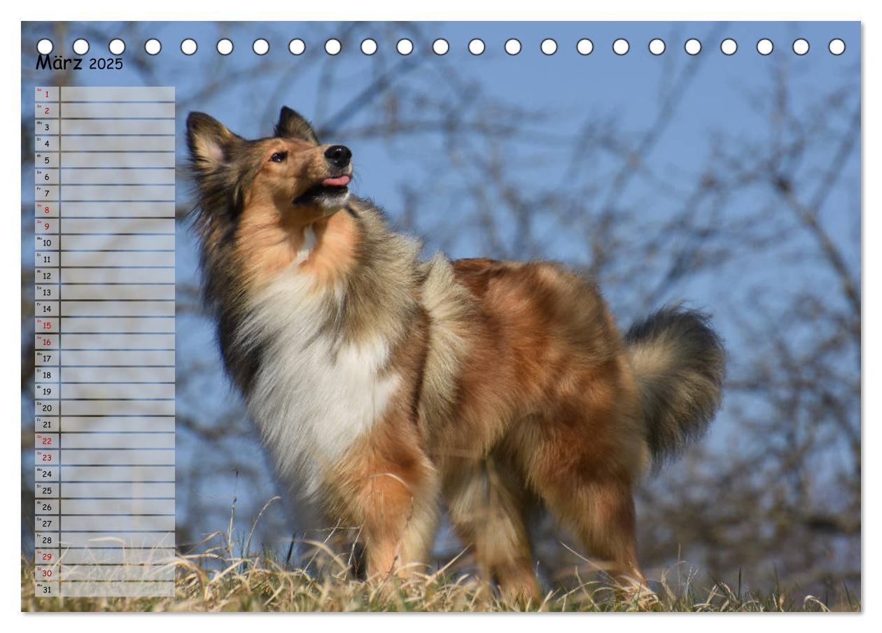 Bild: 9783435412259 | Highland Hawk Fame - Ein Collie begleitet durch das Jahr...