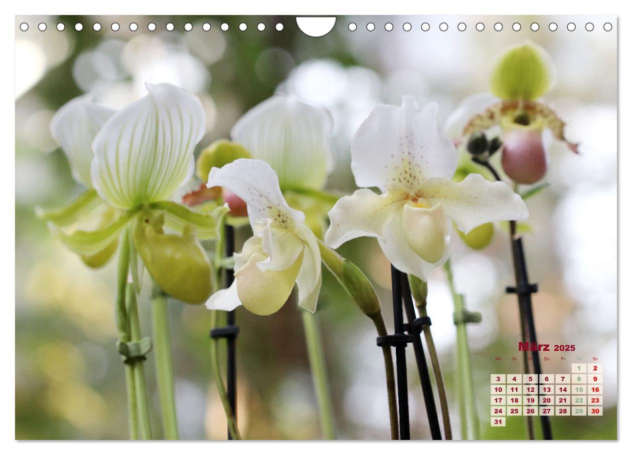 Bild: 9783383915901 | Schönste Orchideen (Wandkalender 2025 DIN A4 quer), CALVENDO...