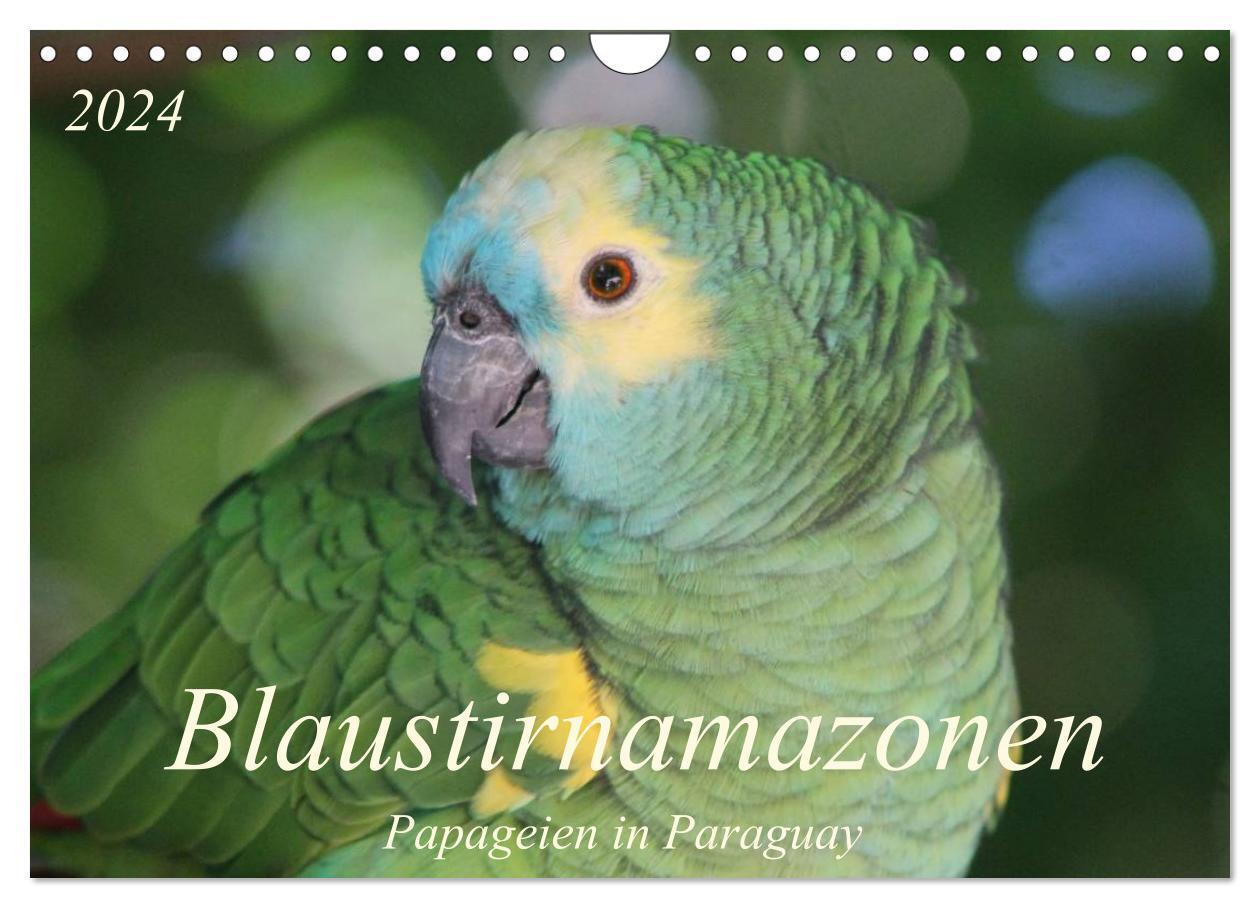 Cover: 9783383511608 | Blaustirnamazonen - Papageien in Paraguay (Wandkalender 2024 DIN A4...