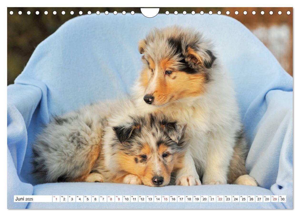 Bild: 9783435251452 | Colliewelpen - kleine Collies erobern die Welt (Wandkalender 2025...