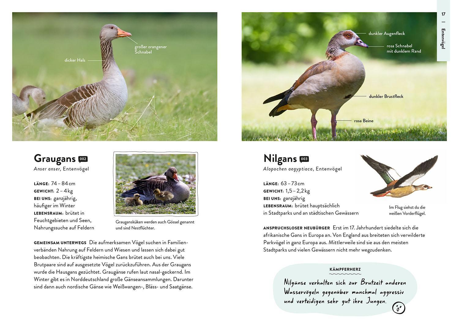 Bild: 9783440177235 | Nature Guide Vögel | Kalle Nibbenhagen | Taschenbuch | 160 S. | 2024