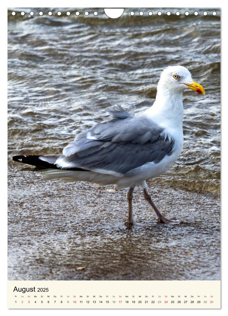 Bild: 9783435969586 | LANGEOOG Strandspaziergang (Wandkalender 2025 DIN A4 hoch),...