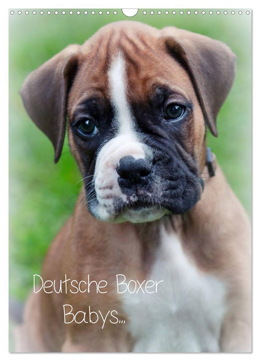 Cover: 9783457025741 | Deutsche Boxer Babys... (Wandkalender 2025 DIN A3 hoch), CALVENDO...