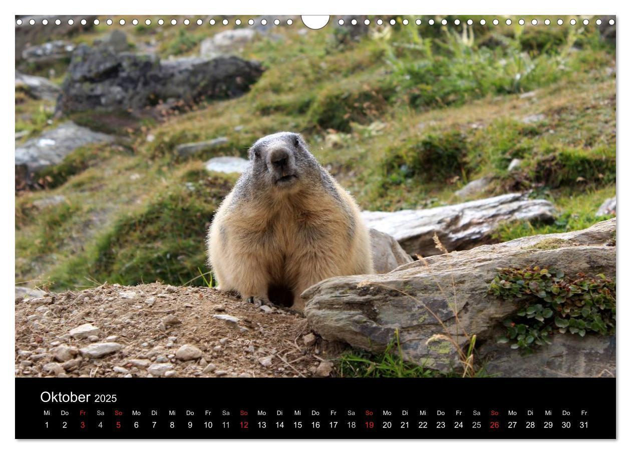 Bild: 9783435784219 | Murmeltiere (Wandkalender 2025 DIN A3 quer), CALVENDO Monatskalender