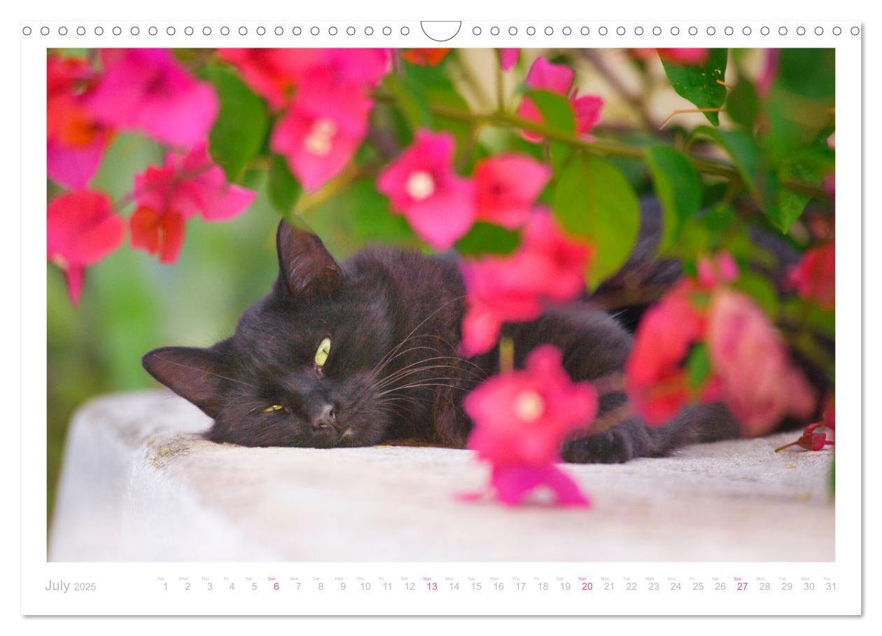 Bild: 9781325833832 | Cats of the Greek Islands (Wall Calendar 2025 DIN A3 landscape),...