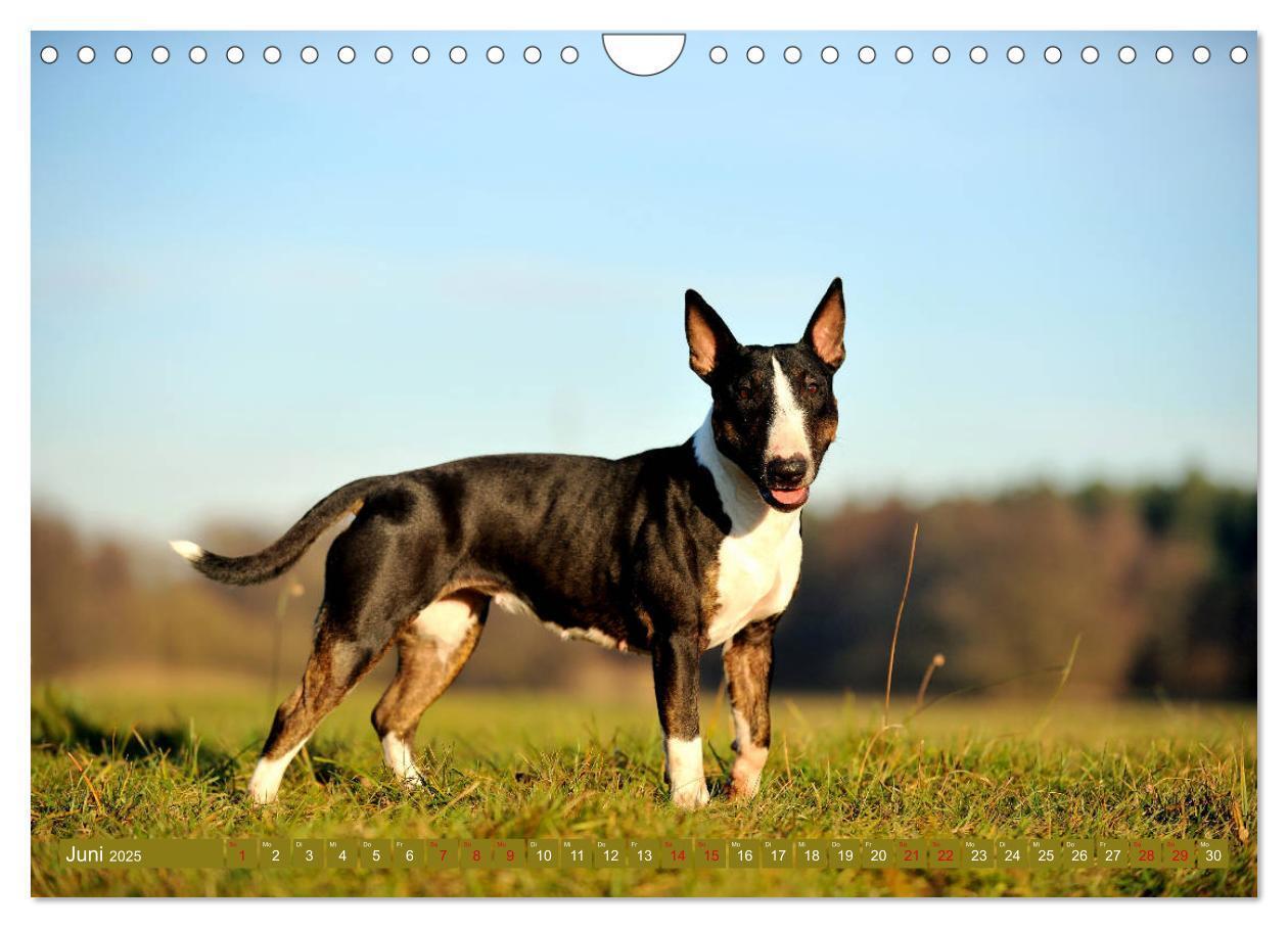 Bild: 9783435405763 | Bullterrier, Powerpakete auf 4 Pfoten (Wandkalender 2025 DIN A4...