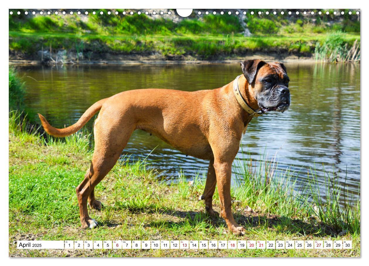 Bild: 9783383947346 | Muskelprotz Boxer (Wandkalender 2025 DIN A3 quer), CALVENDO...