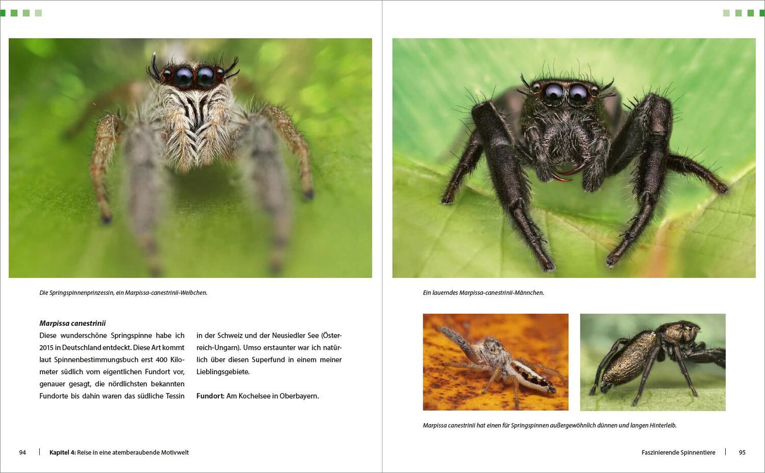 Bild: 9783832803445 | Extreme Wildlife-Makrofotografie | Alexander Mett | Buch | 288 S.