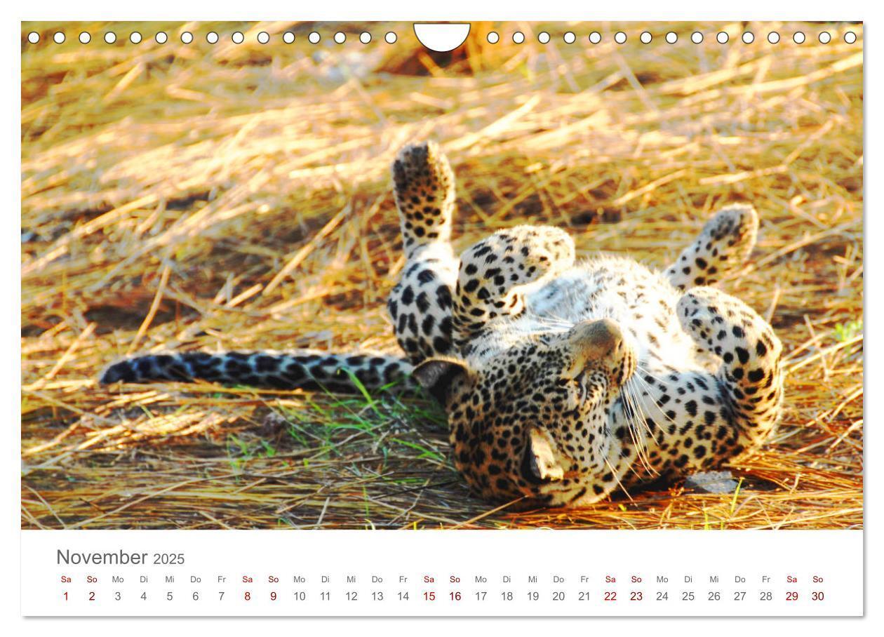 Bild: 9783435233694 | Safari / Afrika (Wandkalender 2025 DIN A4 quer), CALVENDO...