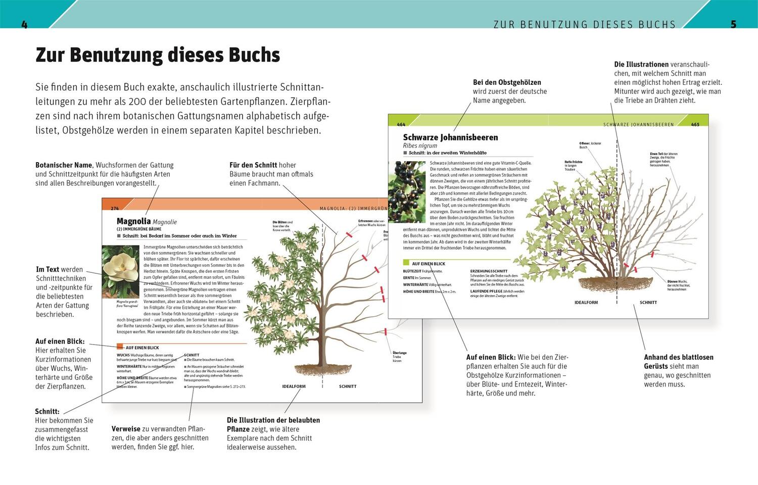 Bild: 9783831042647 | Gartenwissen Pflanzenschnitt | Andrew Mikolajski | Taschenbuch | 2021