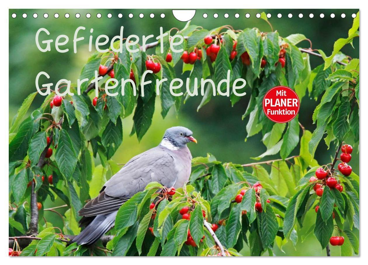 Cover: 9783435555062 | Gefiederte Gartenfreunde (Wandkalender 2025 DIN A4 quer), CALVENDO...