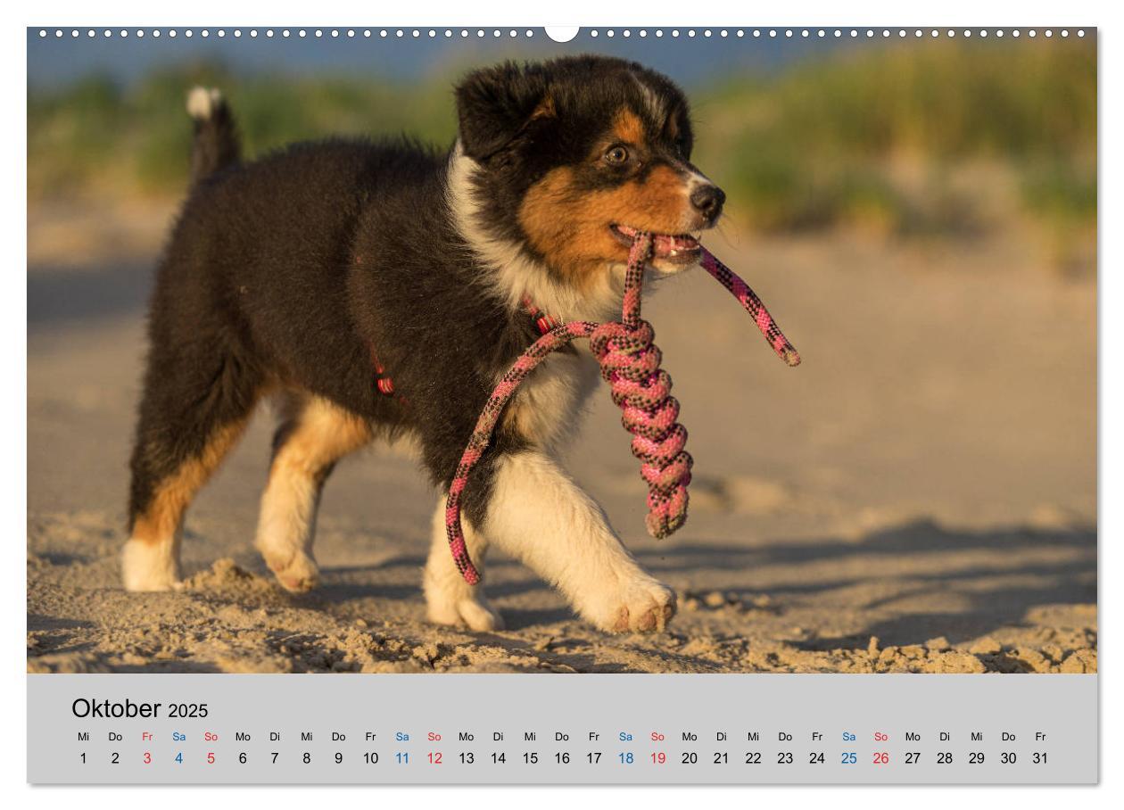 Bild: 9783435150748 | Australian Shepherd Welpen 2025 (Wandkalender 2025 DIN A2 quer),...