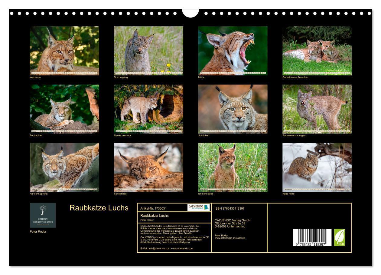 Bild: 9783435118397 | Raubkatze Luchs (Wandkalender 2025 DIN A3 quer), CALVENDO...