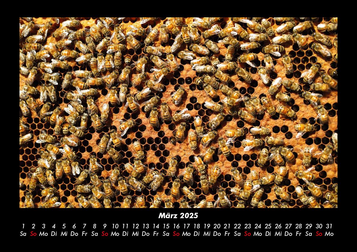 Bild: 9783755981213 | Bienen 2025 Fotokalender DIN A3 | Tobias Becker | Kalender | Kalender