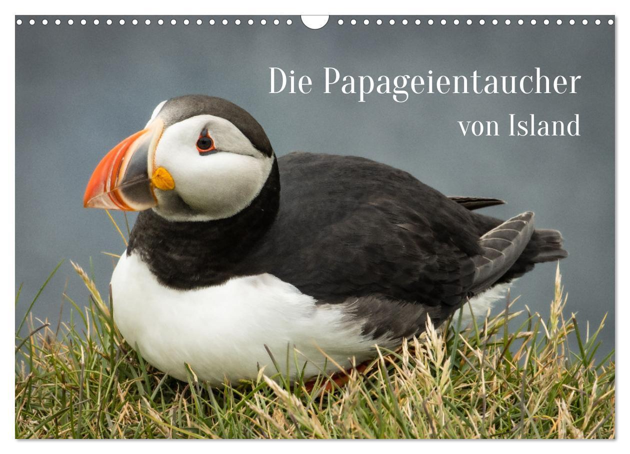Cover: 9783675928794 | Die Papageientaucher von Island (Wandkalender 2024 DIN A3 quer),...