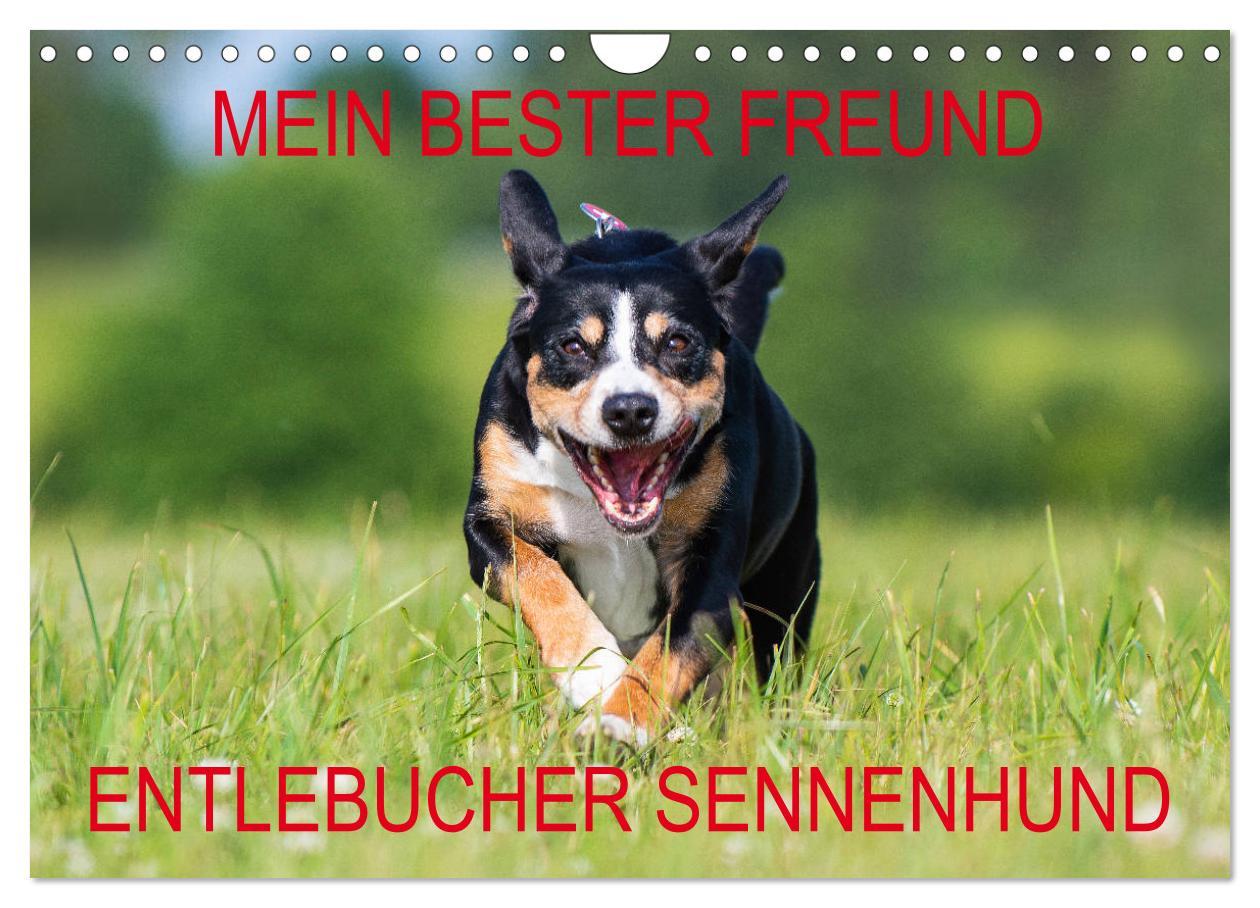 Cover: 9783435313518 | Mein bester Freund - Entlebucher Sennenhund (Wandkalender 2025 DIN...