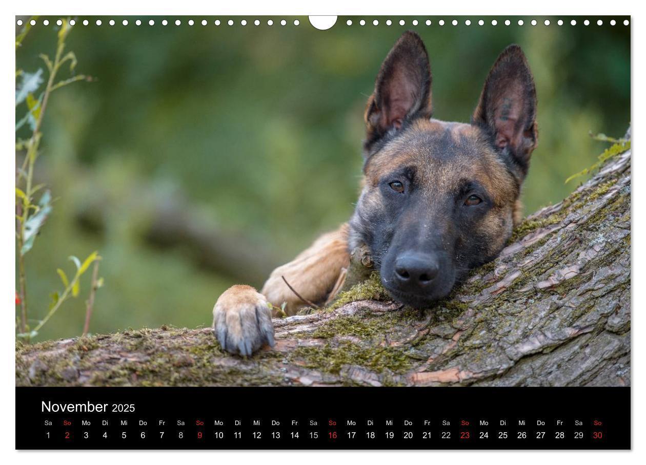 Bild: 9783435643127 | Belgischer Schäferhund - Der Malinois (Wandkalender 2025 DIN A3...