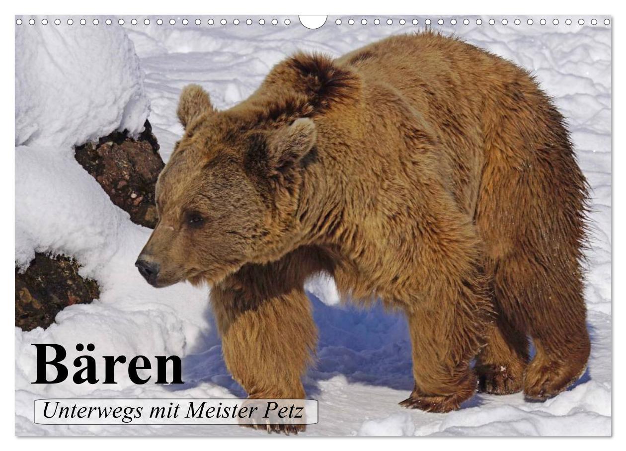 Cover: 9783435520886 | Bären. Unterwegs mit Meister Petz (Wandkalender 2025 DIN A3 quer),...