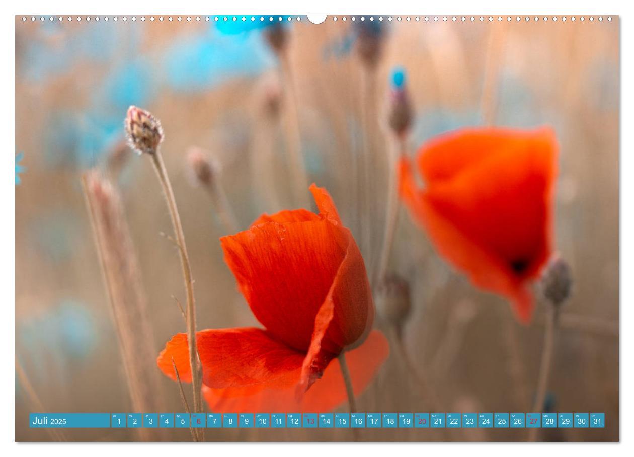 Bild: 9783435287420 | Mohnblumen - Fotografie mit Magie (Wandkalender 2025 DIN A2 quer),...