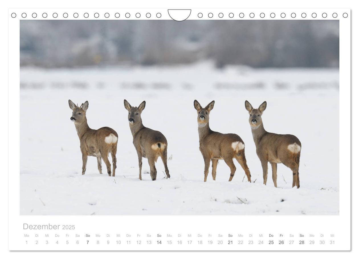 Bild: 9783435111107 | Rehwild 2025 (Wandkalender 2025 DIN A4 quer), CALVENDO Monatskalender