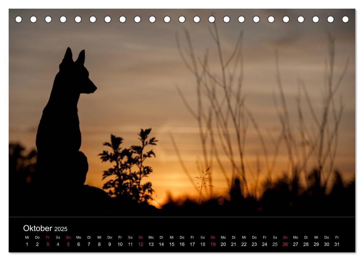 Bild: 9783435633012 | Belgische Schäferhunde - Der Malinois im Licht (Tischkalender 2025...