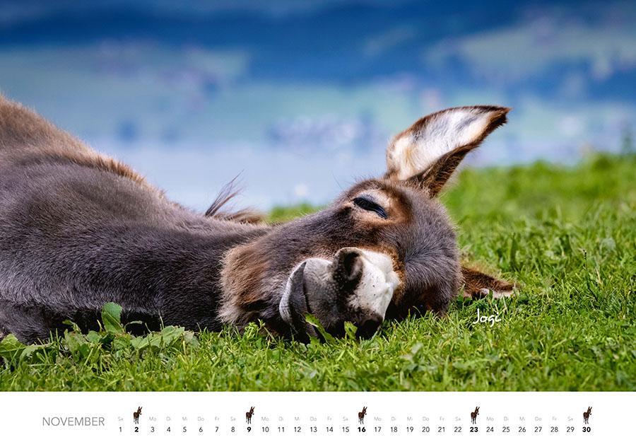 Bild: 9783966648134 | Esel Kalender 2025 | J. -L. Klein (u. a.) | Kalender | 14 S. | Deutsch