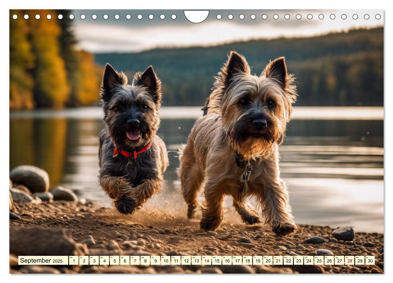 Bild: 9783435408429 | Cairn Terrier - lustiges Raubein aus Schottland (Wandkalender 2025...