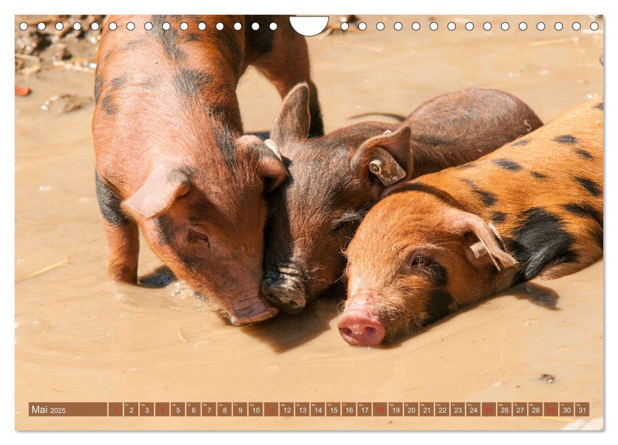 Bild: 9783435196210 | Glückliche Schweine Berkshire-Iberico Ferkel (Wandkalender 2025 DIN...