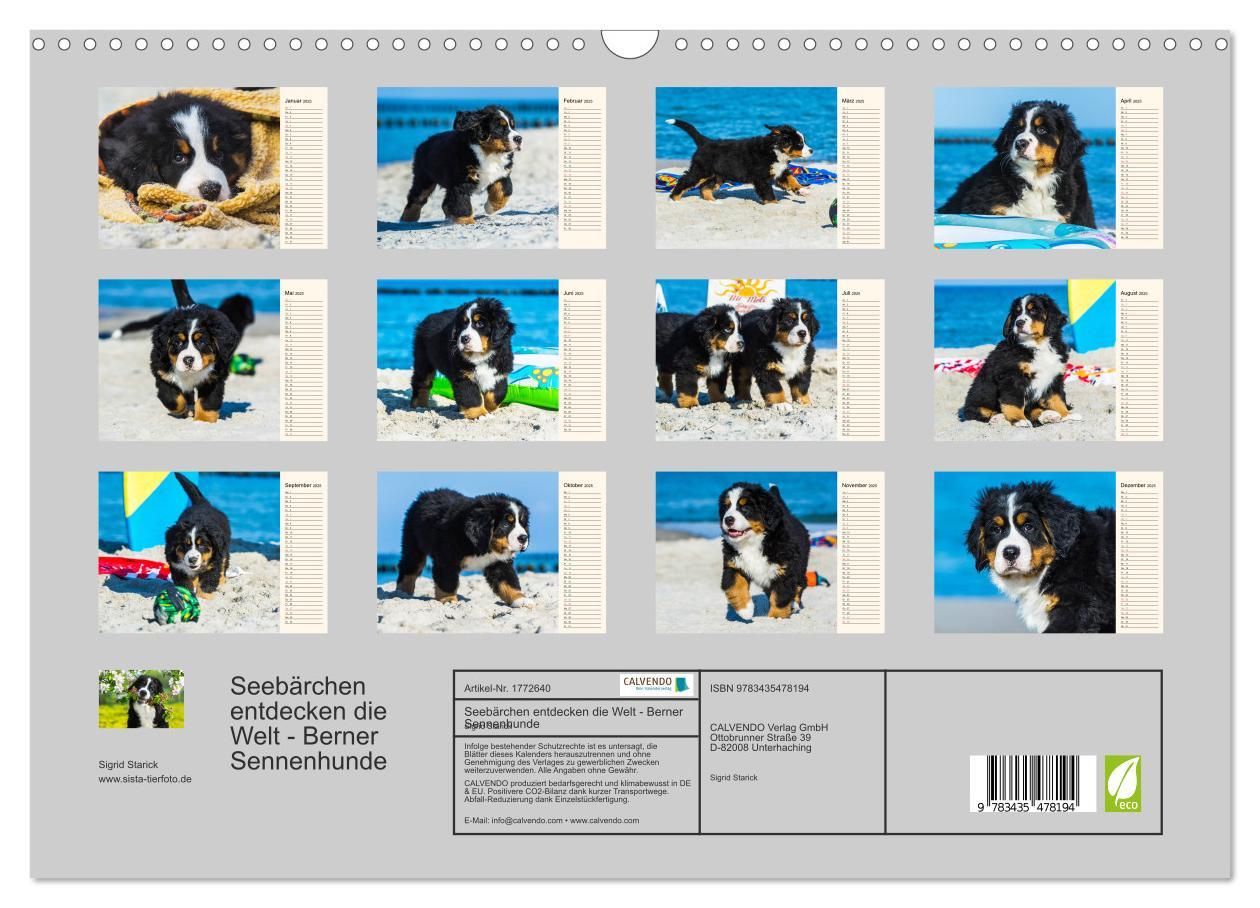 Bild: 9783435478194 | Seebärchen entdecken die Welt - Berner Sennenhunde (Wandkalender...