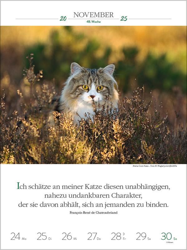 Bild: 9783731877226 | Literaturkalender Katzen 2025 | Verlag Korsch | Kalender | 54 S.