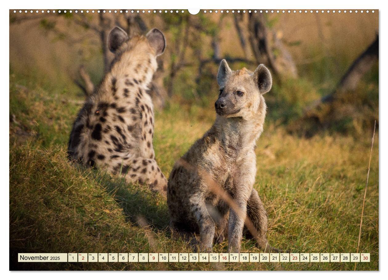 Bild: 9783435418640 | Afrika. Botswanas wundervolle Tierwelt (Wandkalender 2025 DIN A2...