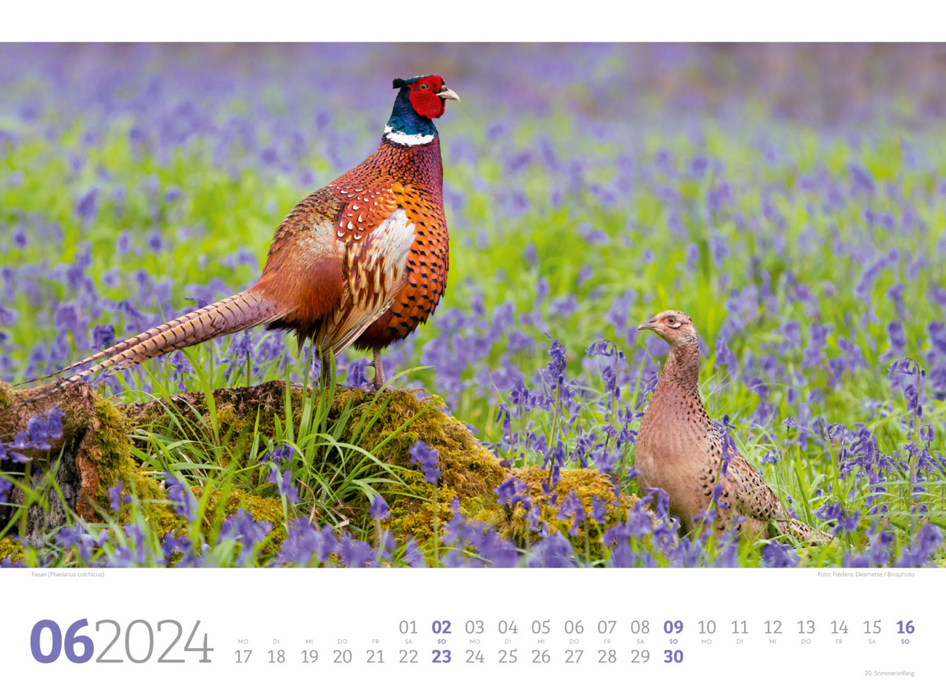 Bild: 9783838424835 | Unsere Vogelwelt Kalender 2024 | Ackermann Kunstverlag | Kalender
