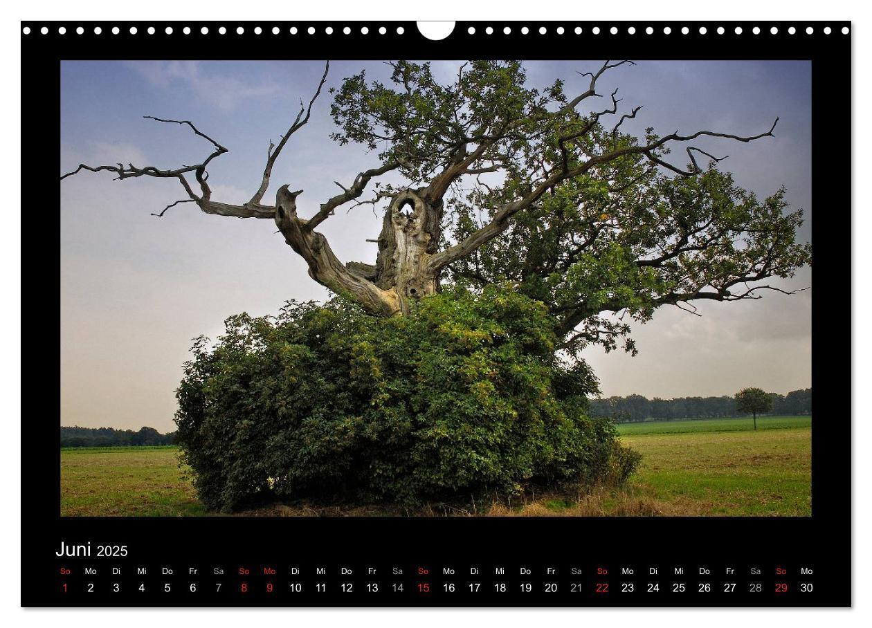 Bild: 9783435626441 | Märchenhafter Reinhardswald und Urwald Sababurg (Wandkalender 2025...